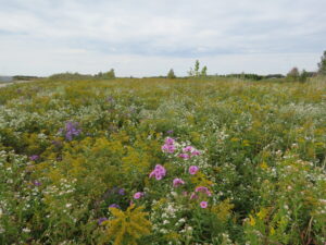 03b - Woodstock Grassland Habitat - Sep 2019