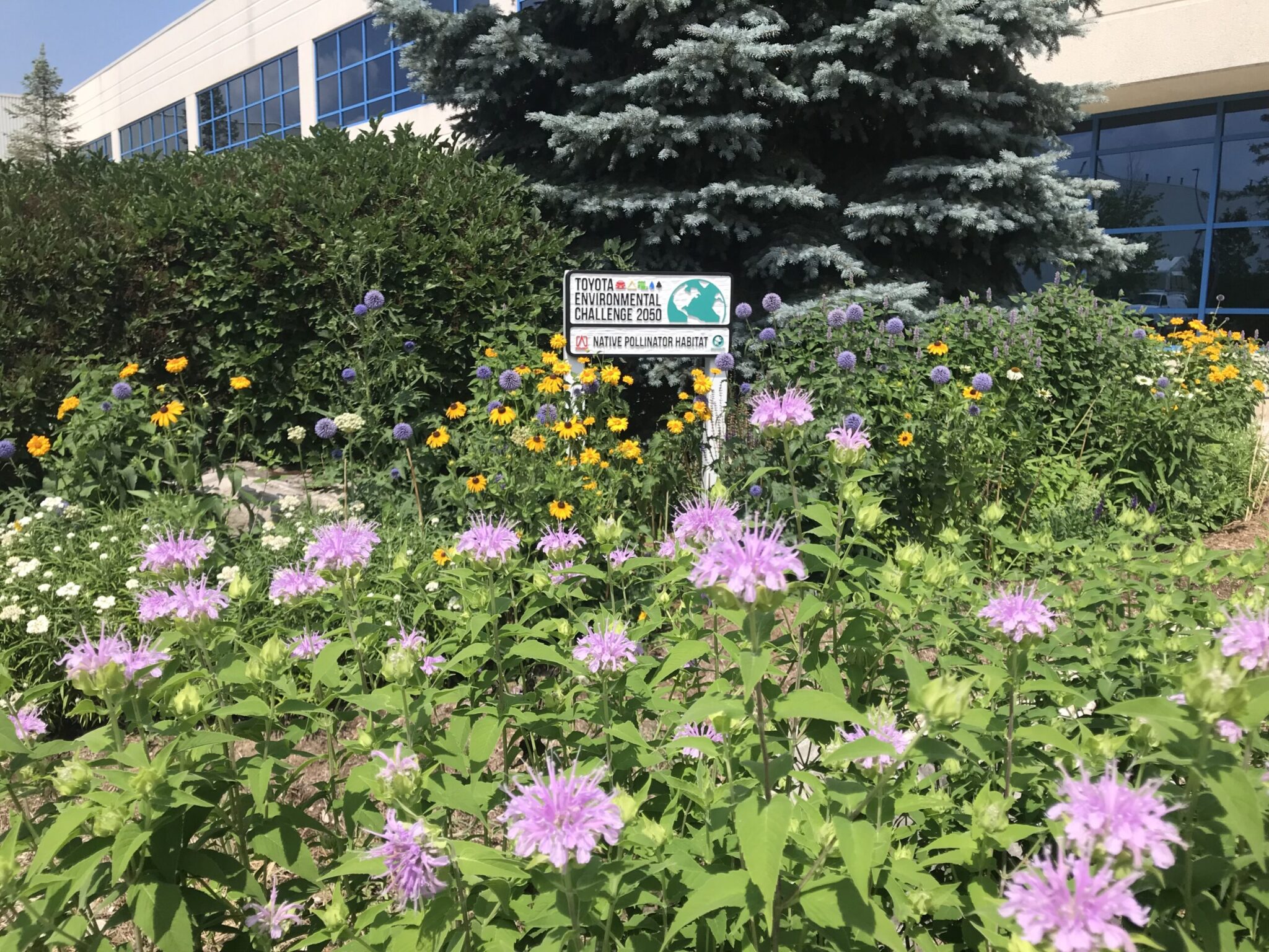 SP Pollinator Project Challenge - Suppliers Partnership for the Environment