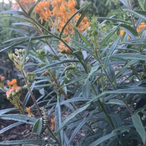 05f - Monarch Caterpillar in Cambridge garden - Aug 2019