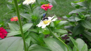 8.Pollinators