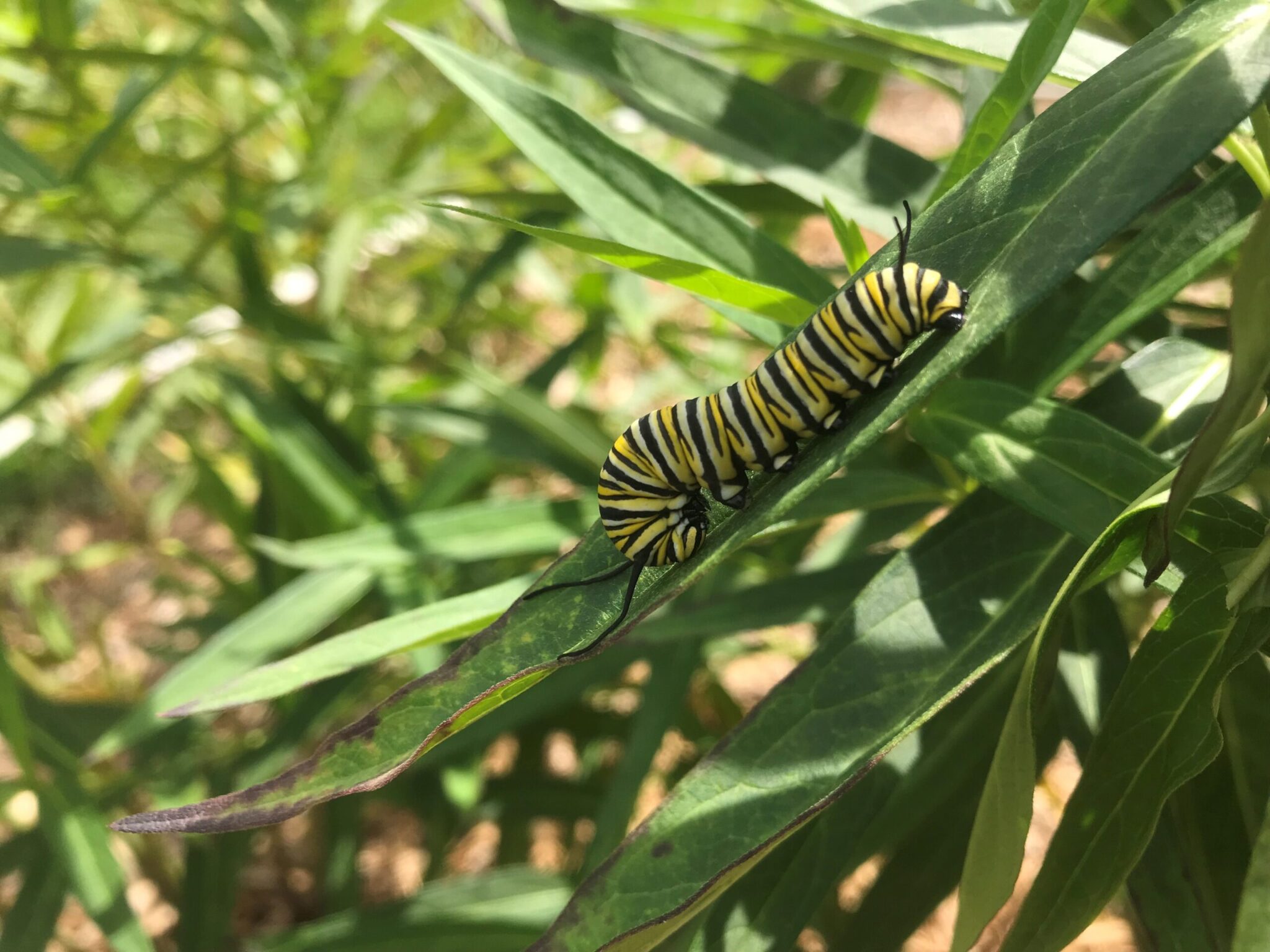 SP Pollinator Project Challenge - Suppliers Partnership for the Environment